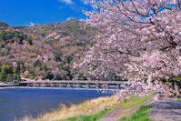 桜の咲く嵐山と渡月橋 [THI110054131]