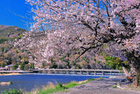 桜の咲く嵐山と渡月橋 [THI110054133]