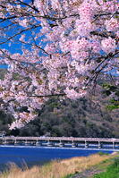 桜の咲く嵐山と渡月橋 [THI110054134]