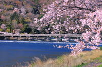 桜の咲く嵐山と渡月橋 [THI110054136]