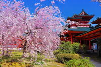 桜の咲く平安神宮の南神苑　 [THI110054137]
