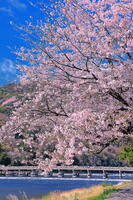 桜の咲く嵐山と渡月橋 [THI110054138]