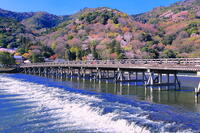 桜の咲く嵐山と渡月橋 [THI110054142]