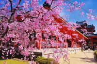 桜の咲く平安神宮の南神苑　 [THI110054143]
