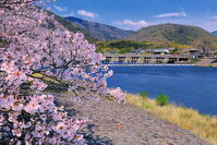 桜の咲く嵐山公園の中之島地区と渡月橋 [THI110054145]
