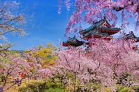 桜の咲く平安神宮の南神苑 [THI110054146]