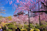 桜の咲く平安神宮の南神苑 [THI110054147]