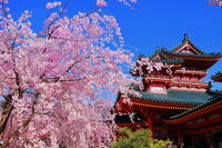 桜の咲く平安神宮の南神苑 [THI110054156]