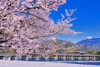 桜の咲く嵐山公園の中之島地区と渡月橋　 [THI110054157]