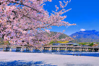 桜の咲く嵐山公園の中之島地区と渡月橋　 [THI110054158]
