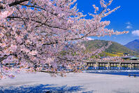 桜の咲く嵐山公園の中之島地区と渡月橋　 [THI110054159]