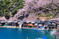 桜の咲く春の伊根の舟屋 [THI110054163]