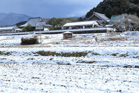 雪の橘寺 [THI110054171]