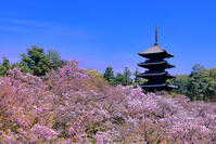 御室桜の咲く仁和寺 [THI110054187]