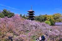 御室桜の咲く仁和寺 [THI110054188]