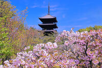 御室桜の咲く仁和寺 [THI110054189]