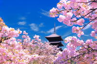御室桜の咲く仁和寺 [THI110054190]