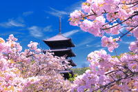御室桜の咲く仁和寺 [THI110054191]