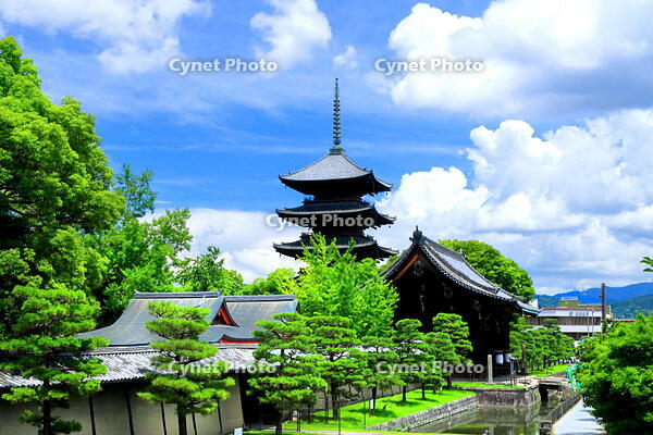 夏雲と東寺の五重塔 [THI110048157]