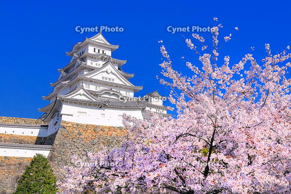 桜の咲く姫路城 [THI110052664]