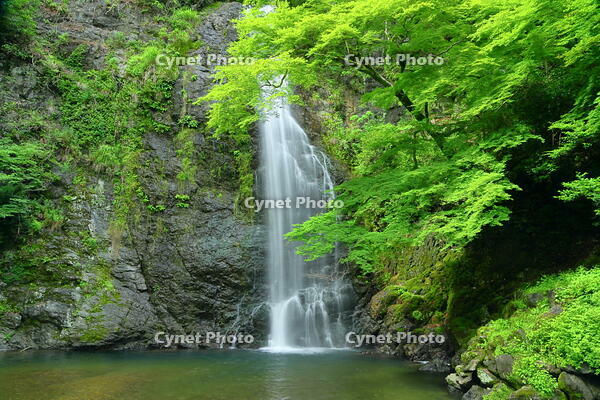 新緑の箕面の滝 [THI110053294]