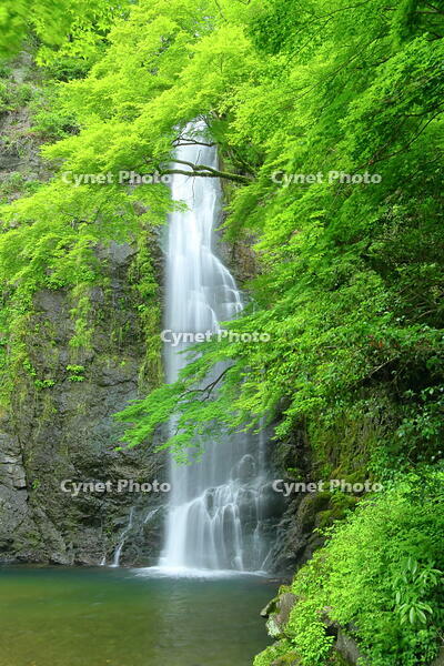 新緑の箕面の滝 [THI110053296]