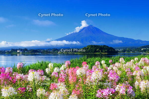 クレオメの花咲く河口湖と夏の富士山 [THI110053299]