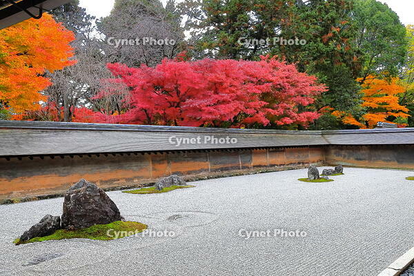 紅葉の龍安寺の石庭　 [THI110053302]