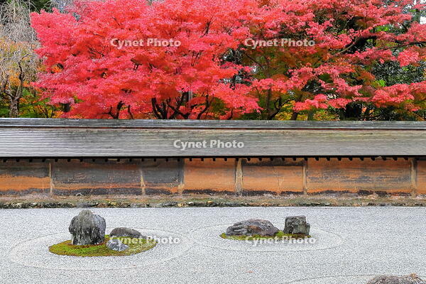 紅葉の龍安寺の石庭　 [THI110053303]