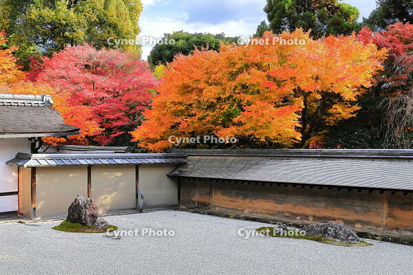 紅葉の龍安寺の石庭　 [THI110053304]