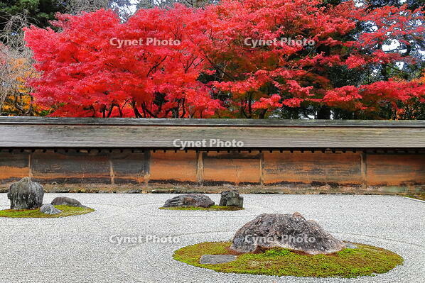 紅葉の龍安寺の石庭　 [THI110053307]