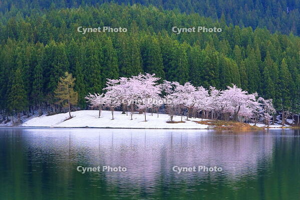 中子の桜　 [THI110053320]
