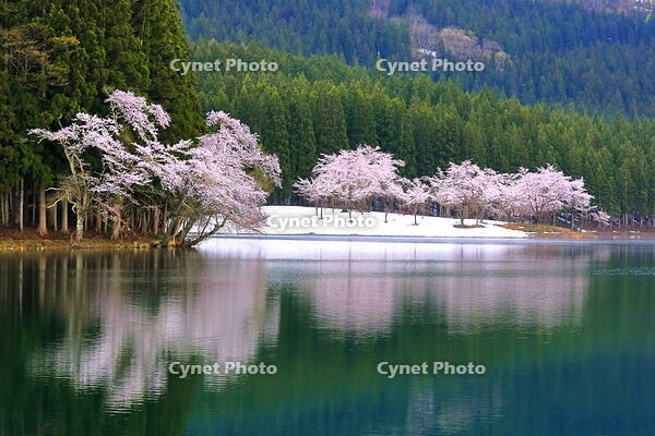 中子の桜　 [THI110053325]