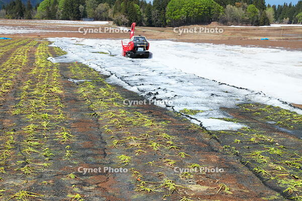 雪下にんじんの収穫 [THI110053328]