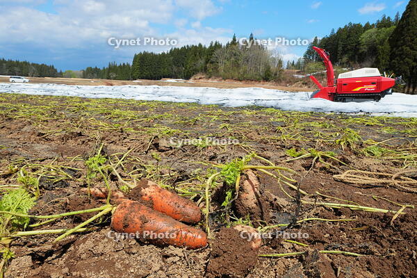 雪下にんじんの収穫 [THI110053329]