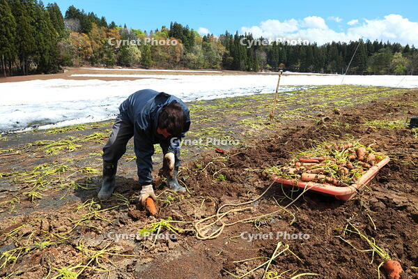 雪下にんじんの収穫 [THI110053330]