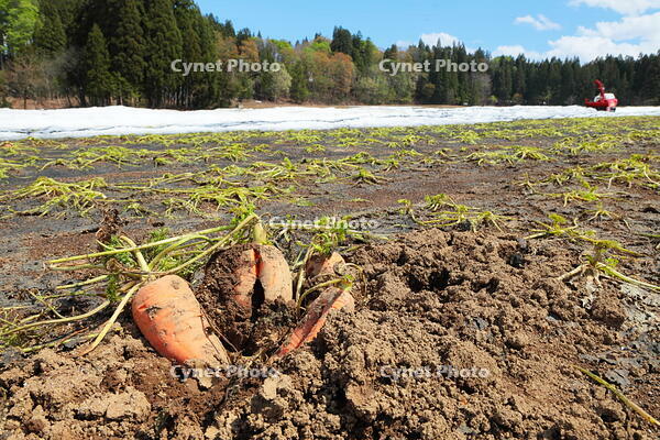 雪下にんじんの収穫 [THI110053331]