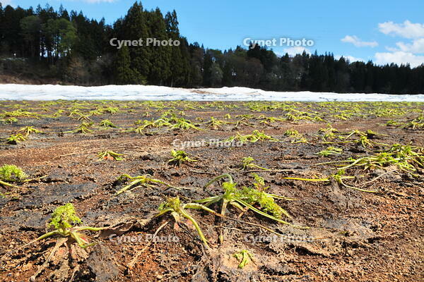 雪下にんじんの収穫 [THI110053332]