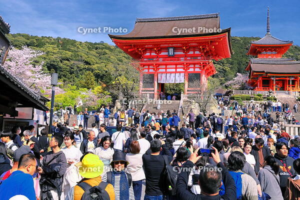 桜の咲く清水寺と仁王門前のにぎわい [THI110053349]