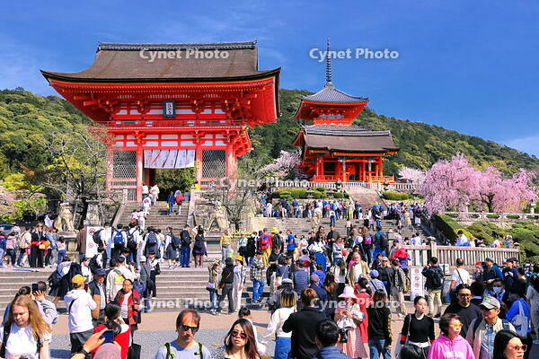 桜の咲く清水寺と仁王門前のにぎわい [THI110053350]