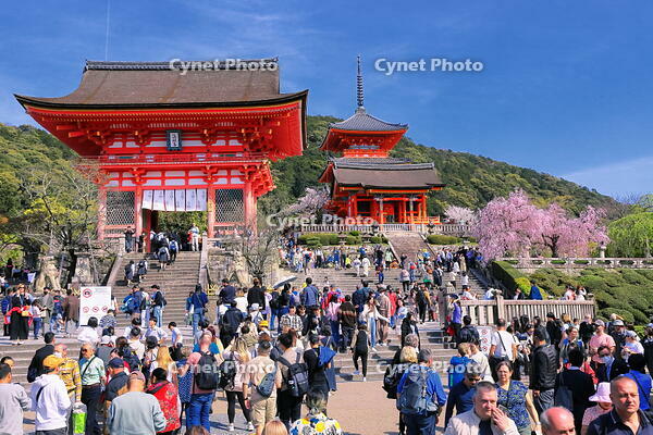 桜の咲く清水寺と仁王門前のにぎわい [THI110053351]