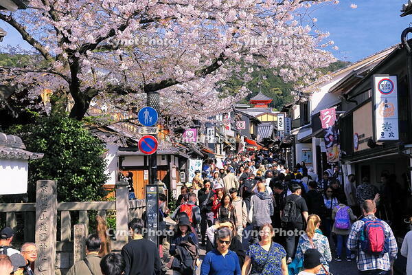 春の清水寺への参道のにぎわい [THI110053353]