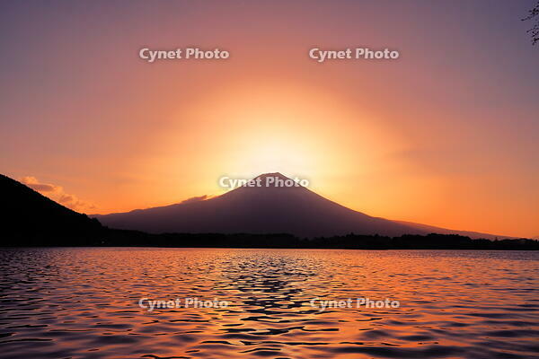 日の出前の富士山と田貫湖　 [THI110053356]