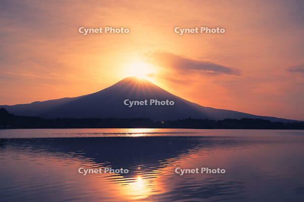 日の出の富士山と田貫湖 [THI110053362]