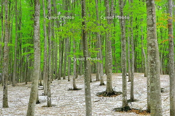 残雪と新緑のブナの美人林 [THI110053379]