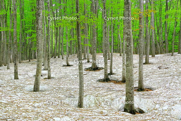 残雪と新緑のブナの美人林 [THI110053380]