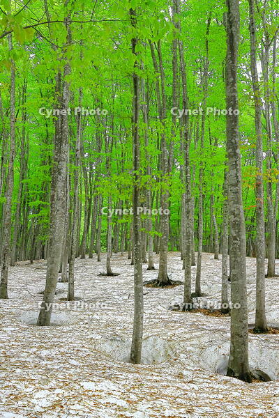 残雪と新緑のブナの美人林 [THI110053381]