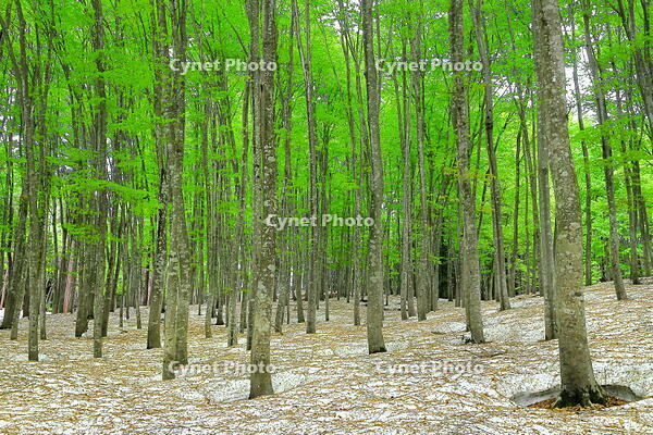 残雪と新緑のブナの美人林 [THI110053382]