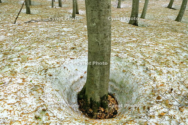 残雪と新緑のブナの美人林 [THI110053384]