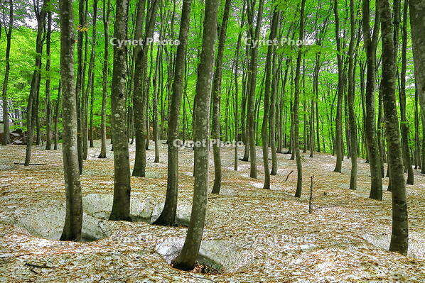 残雪と新緑のブナの美人林 [THI110053385]